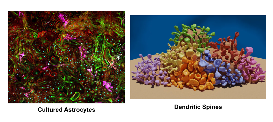 Cultured astrocytes & dendritic spines 